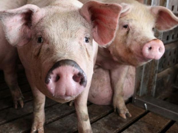 Danemark: le porc sera obligatoire dans les cantines